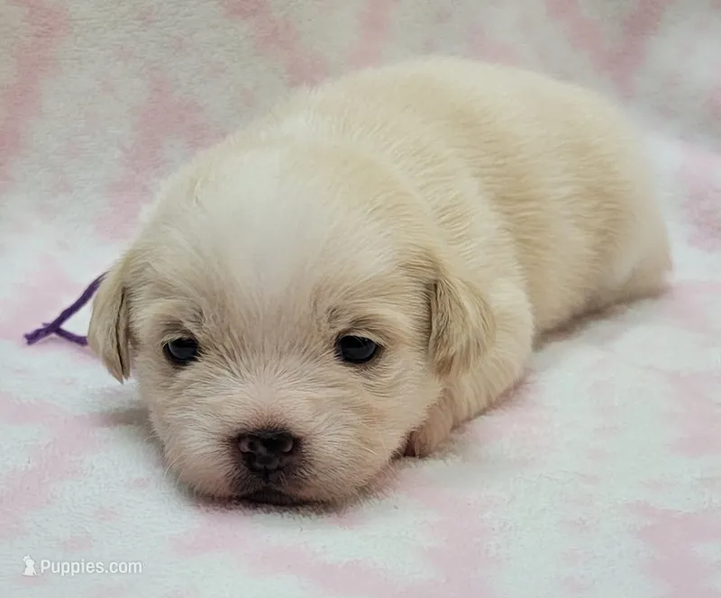 Purple Scarf – Chihuahua, Shih Tzu puppy for sale in Richland, WA