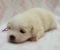 Purple Scarf, a female Chihuahua and Shih Tzu for sale in Richland, WA – 4 of 8