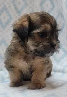 Finn, a male Shorkie for sale in Richland, WA – 6 of 8