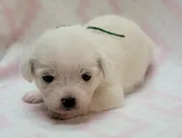 Green Scarf, a female Chihuahua and Shih Tzu for sale in Richland, WA – 9 of 9