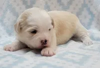 Blue Scarf, a male Chihuahua and Shih Tzu for sale in Richland, WA – 5 of 8