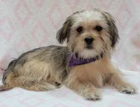 Purple Scarf, a female Shorkie for sale in Richland, WA – 5 of 10
