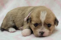 Pink Scarf , a female Chihuahua and Shih Tzu for sale in Richland, WA – 4 of 8