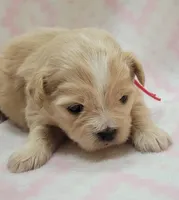Red Scarf, a female Chihuahua and Shih Tzu for sale in Richland, WA – 9 of 10