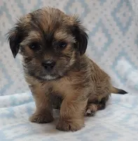 Finn, a male Shorkie for sale in Richland, WA – 7 of 8