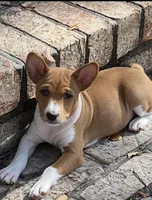 Pumpkin - AKC, a female Basenji for sale in Wilmington, NC – Photo 4 of 6