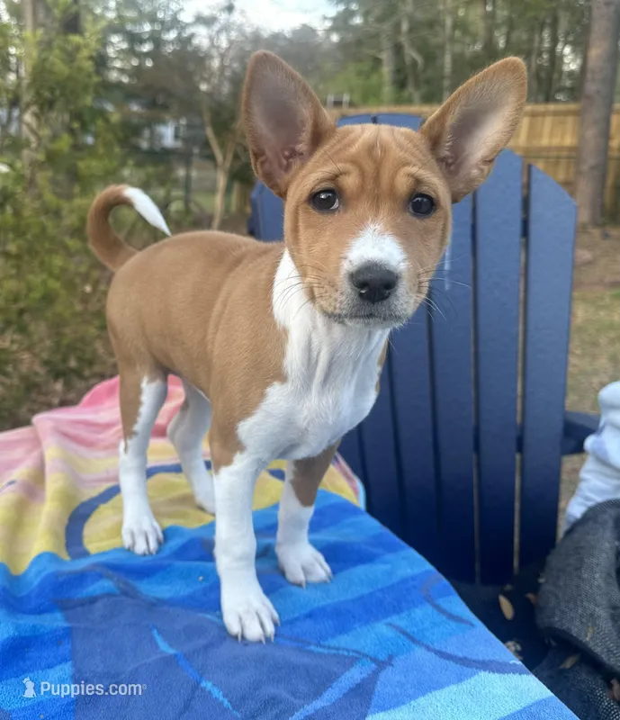 Pumpkin - AKC – Basenji puppy for sale in Wilmington, NC