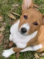 Pumpkin - AKC, a female Basenji for sale in Wilmington, NC – Photo 5 of 6