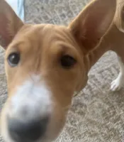 Pumpkin - AKC, a female Basenji for sale in Wilmington, NC – Photo 2 of 6