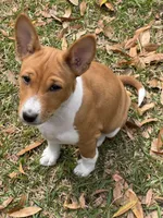Pumpkin - AKC, a female Basenji for sale in Wilmington, NC – Photo 6 of 6