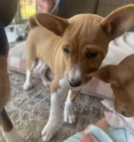 Pumpkin - AKC, a female Basenji for sale in Wilmington, NC – Photo 3 of 6