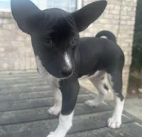 Esha - AKC, a female Basenji for sale in Wilmington, NC – Photo 2 of 4