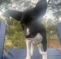 Esha - AKC, a female Basenji for sale in Wilmington, NC – Photo 4 of 4