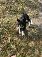 Mabel - AKC (Pending), a female Basenji for sale in Wilmington, NC – Photo 2 of 5