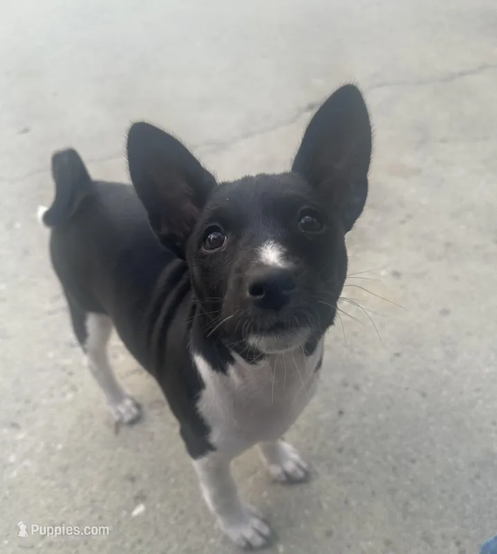 Esha - AKC – Basenji puppy for sale in Wilmington, NC