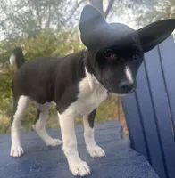 Esha - AKC, a female Basenji for sale in Wilmington, NC – Photo 3 of 4