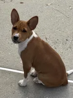 Spice - AKC, a female Basenji for sale in Wilmington, NC – Photo 2 of 9