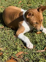 Spice - AKC, a female Basenji for sale in Wilmington, NC – Photo 4 of 9