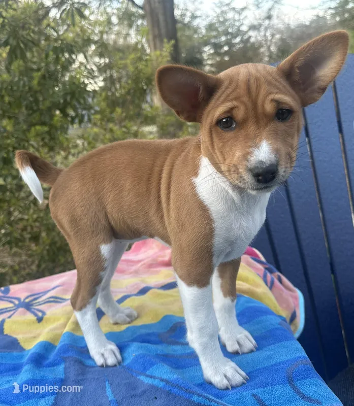 Charlotte - AKC – Basenji puppy for sale in Wilmington, NC