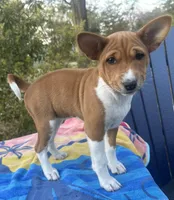 Charlotte - AKC, a female Basenji for sale in Wilmington, NC – Photo 1 of 5