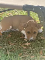 Charlotte - AKC, a female Basenji for sale in Wilmington, NC – Photo 5 of 5