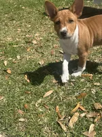 Charlotte - AKC, a female Basenji for sale in Wilmington, NC – Photo 3 of 5