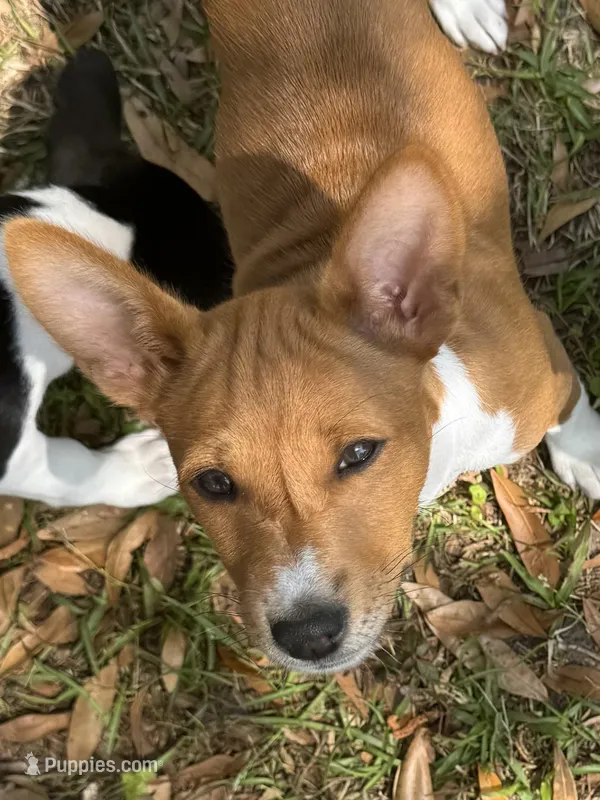 Spice - AKC – Basenji puppy for sale in Wilmington, NC