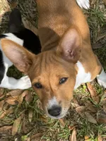 Spice - AKC, a female Basenji for sale in Wilmington, NC – Photo 1 of 9