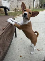 Spice - AKC, a female Basenji for sale in Wilmington, NC – Photo 3 of 9