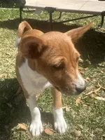 Charlotte - AKC, a female Basenji for sale in Wilmington, NC – Photo 2 of 5