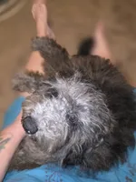 David Mini sized, a male Miniature Bernedoodle for sale in Memphis, TN – 9 of 9