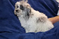 Ready Alistair Merle, a male Shihpoo and Poodle - Toy  for sale in Memphis, TN – 10 of 10