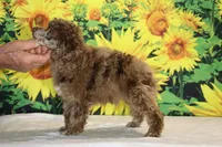 Maurice Chocolate merle , a male Poodle - Miniature  for sale in Memphis, TN – 8 of 10