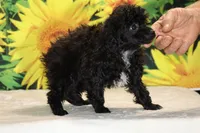 Toy Jasper Black and white , a male Poodle - Toy  for sale in Memphis, TN – 3 of 10