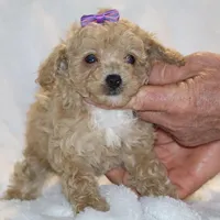 Eloise Ready to go , a female Poodle - Toy  for sale in Memphis, TN – Photo 2 of 9