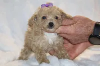 Eloise Cream & white, a female Poodle - Toy  for sale in Memphis, TN – Photo 2 of 9