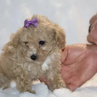 Eloise Ready to go , a female Poodle - Toy  for sale in Memphis, TN – Photo 3 of 9