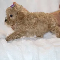 Eloise Ready to go , a female Poodle - Toy  for sale in Memphis, TN – Photo 5 of 9