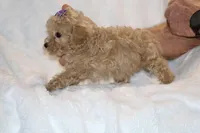 Eloise Cream & white, a female Poodle - Toy  for sale in Memphis, TN – Photo 5 of 9