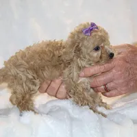 Eloise Ready to go , a female Poodle - Toy  for sale in Memphis, TN – Photo 7 of 9