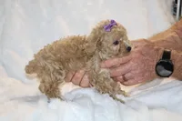 Eloise Cream & white, a female Poodle - Toy  for sale in Memphis, TN – Photo 7 of 9