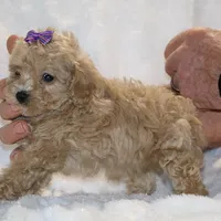 Eloise Ready to go , a female Poodle - Toy  for sale in Memphis, TN – Photo 8 of 9