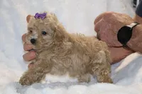 Eloise Cream & white, a female Poodle - Toy  for sale in Memphis, TN – Photo 8 of 9