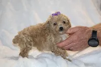 Eloise Cream & white, a female Poodle - Toy  for sale in Memphis, TN – Photo 4 of 9