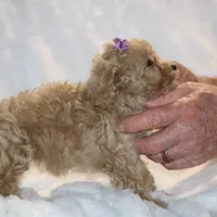 Eloise Ready to go , a female Poodle - Toy  for sale in Memphis, TN – Photo 9 of 9