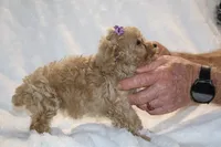 Eloise Cream & white, a female Poodle - Toy  for sale in Memphis, TN – Photo 9 of 9