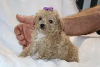 Eloise Cream & white, a female Poodle - Toy  for sale in Memphis, TN – Photo 1 of 9