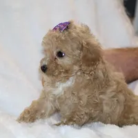 Eloise Ready to go , a female Poodle - Toy  for sale in Memphis, TN – Photo 6 of 9