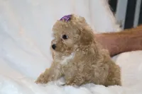 Eloise Cream & white, a female Poodle - Toy  for sale in Memphis, TN – Photo 6 of 9