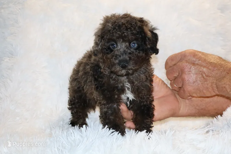 Ice Man Blue Eyed – Poodle - Toy  puppy for sale in Memphis, TN